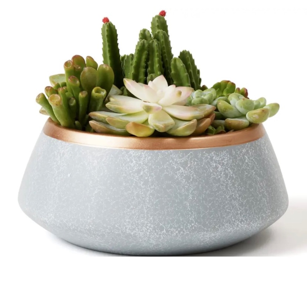 LA JOLIE MUSE Large Succulent Planter Ceramic Pot with Drainage 8 Inch, Gray